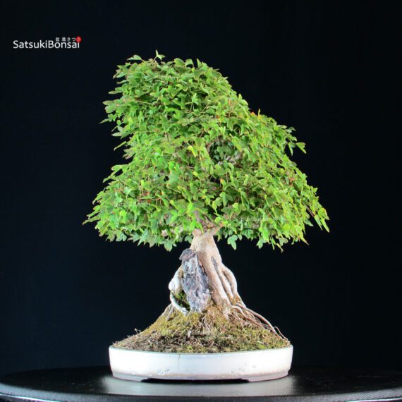 Acer Buergerianum - Kaede - immagine 8