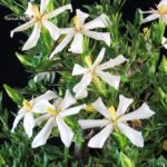 Gardenia Jasminoides - immagine 2