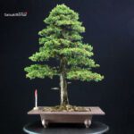 Cryptomeria Japonica VENDUTO