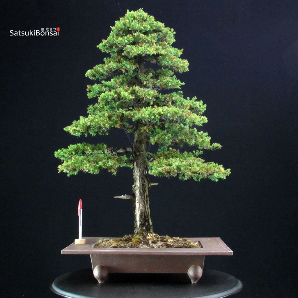 255581_1-Criptomeria-Japonica Cryptomeria Japonica VENDUTO - immagine 1