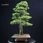 Cryptomeria Japonica VENDUTO - immagine 2