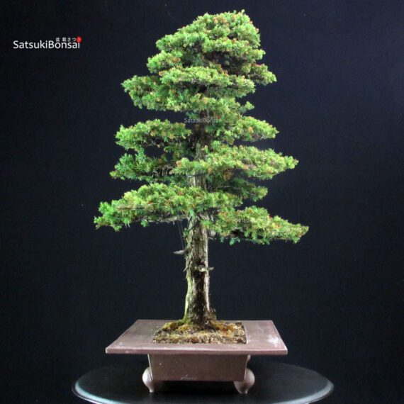 Cryptomeria Japonica VENDUTO - immagine 2