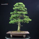 Cryptomeria Japonica VENDUTO - immagine 3