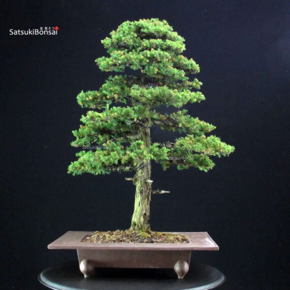 Cryptomeria Japonica VENDUTO - immagine 3