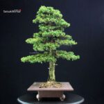 Cryptomeria Japonica VENDUTO - immagine 4