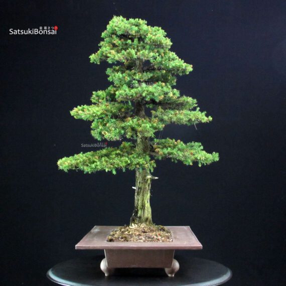 Cryptomeria Japonica VENDUTO - immagine 4