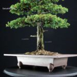Cryptomeria Japonica VENDUTO - immagine 5