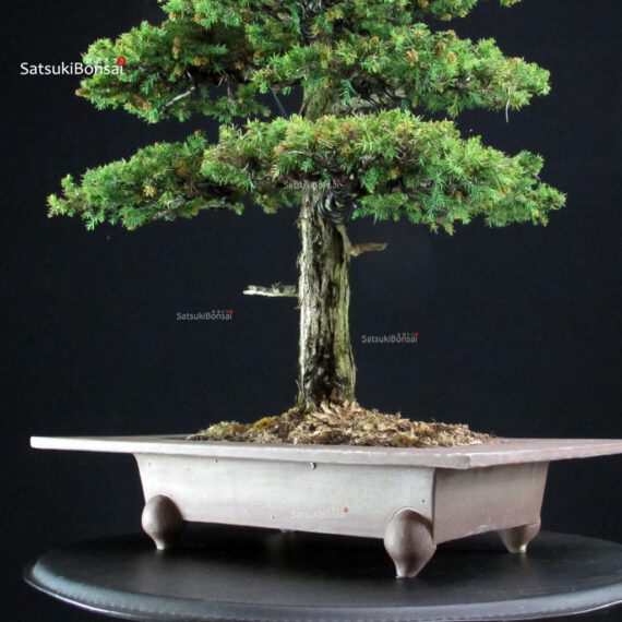 Cryptomeria Japonica VENDUTO - immagine 5