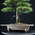 Cryptomeria Japonica VENDUTO - immagine 6
