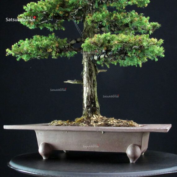 Cryptomeria Japonica VENDUTO - immagine 6