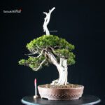 Taxus Cuspidata - Tasso