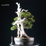Taxus Cuspidata - Tasso