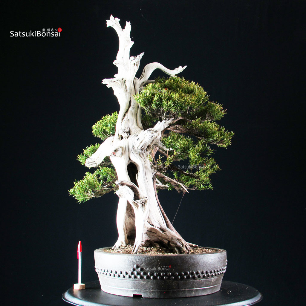 255625_1-Taxus-cuspidata-Tasso Taxus Cuspidata - Tasso - immagine 1