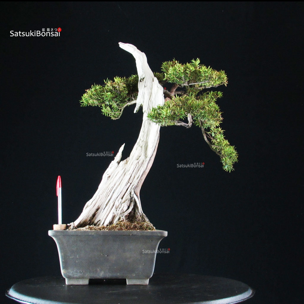 255626_1-Taxus-cuspidata-Tasso Taxus Cuspidata - Tasso - immagine 1