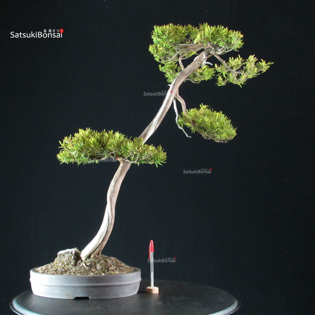 255630_1-Taxus-cuspidata-Tasso Taxus Cuspidata - Tasso - immagine 1