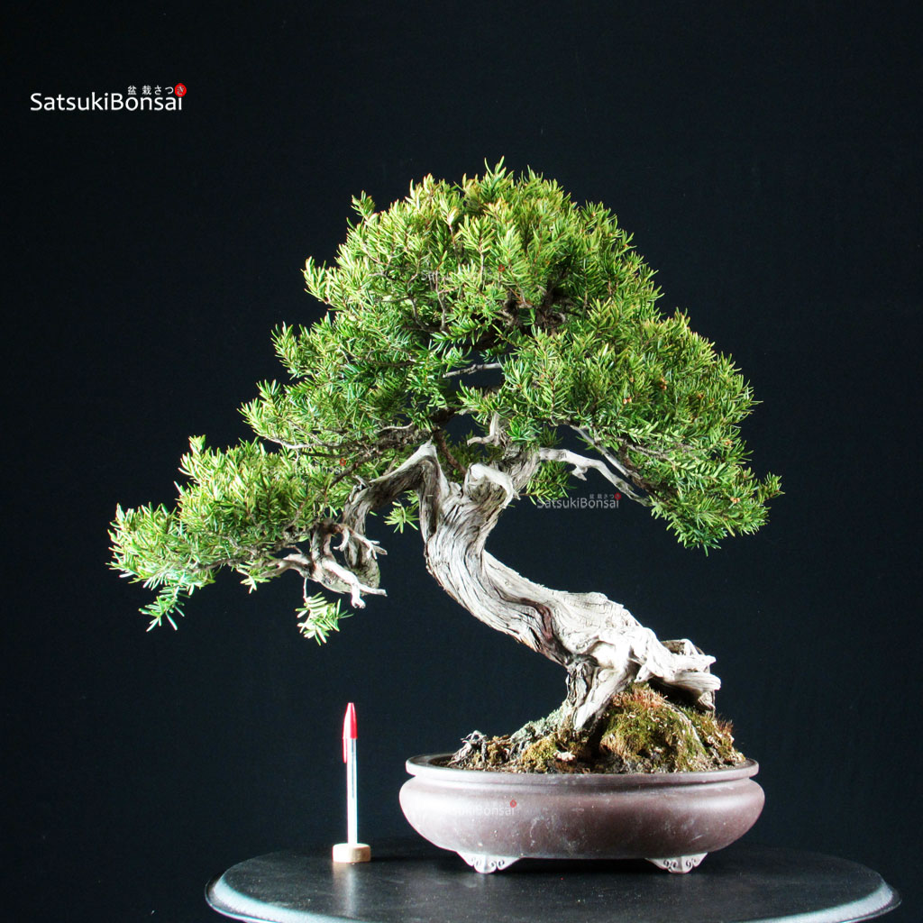 255634_1-Taxus-cuspidata-Tasso Taxus Cuspidata - Tasso - immagine 1