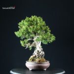 Taxus Cuspidata - Tasso - immagine 2