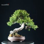 Taxus Cuspidata - Tasso - immagine 3