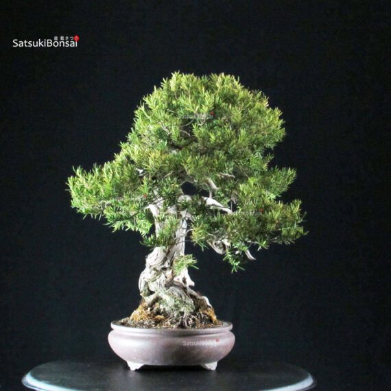 Taxus Cuspidata - Tasso - immagine 4