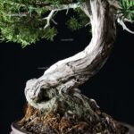 Taxus Cuspidata - Tasso - immagine 5