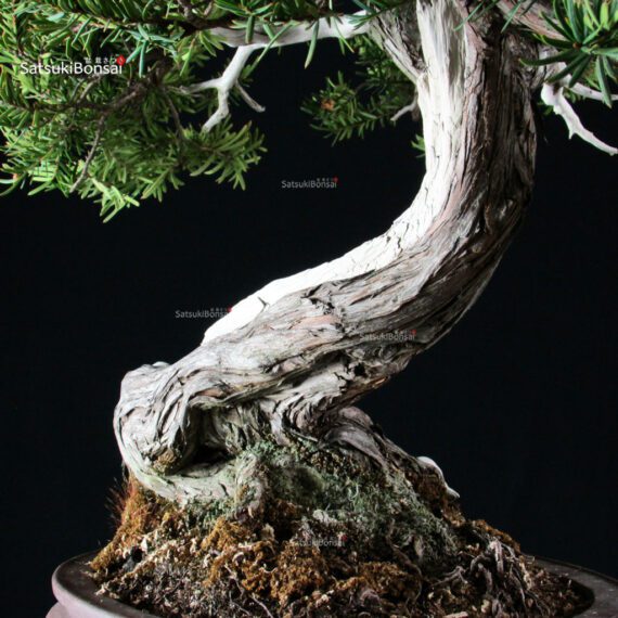 Taxus Cuspidata - Tasso - immagine 5