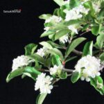 Pourthiaea Villosa - immagine 2