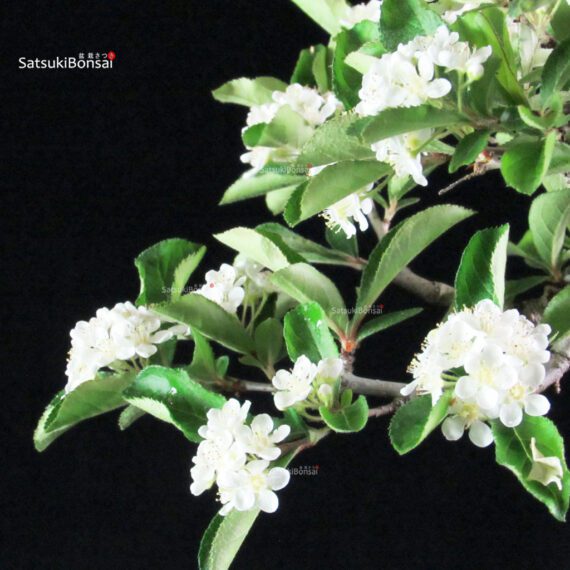 Pourthiaea Villosa - immagine 2