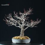 Acero Palmato Arakawa - immagine 6