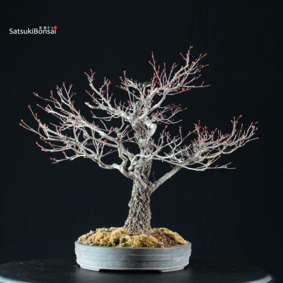 Acero Palmato Arakawa - immagine 6