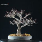 Acero Palmato Arakawa - immagine 7