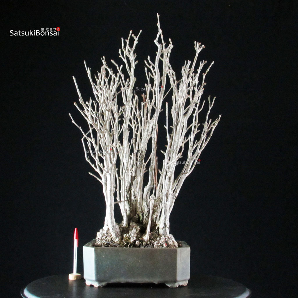 255694_1-ginkgo-biloba Ginkgo Biloba - immagine 1