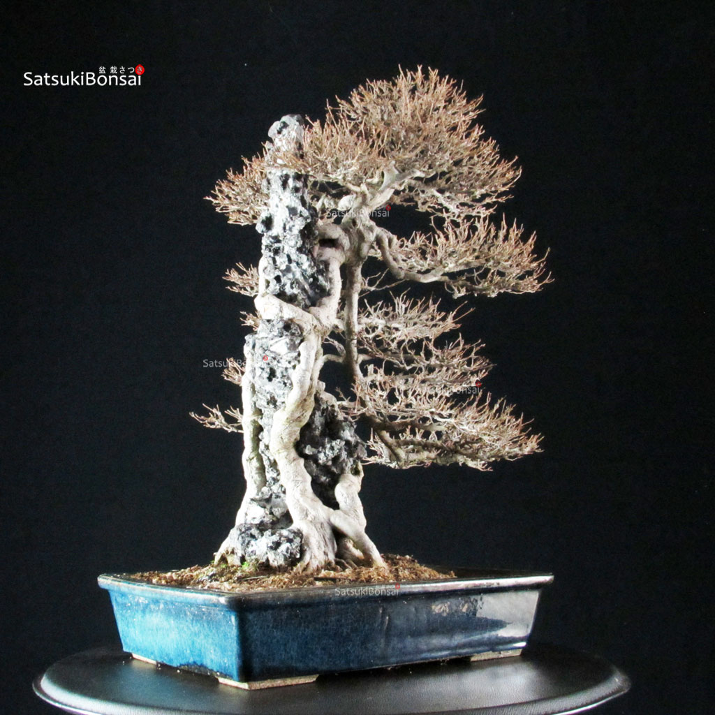 255714_5-Acer-buergerianum-kaede Acer Buergerianum - Kaede - immagine 1
