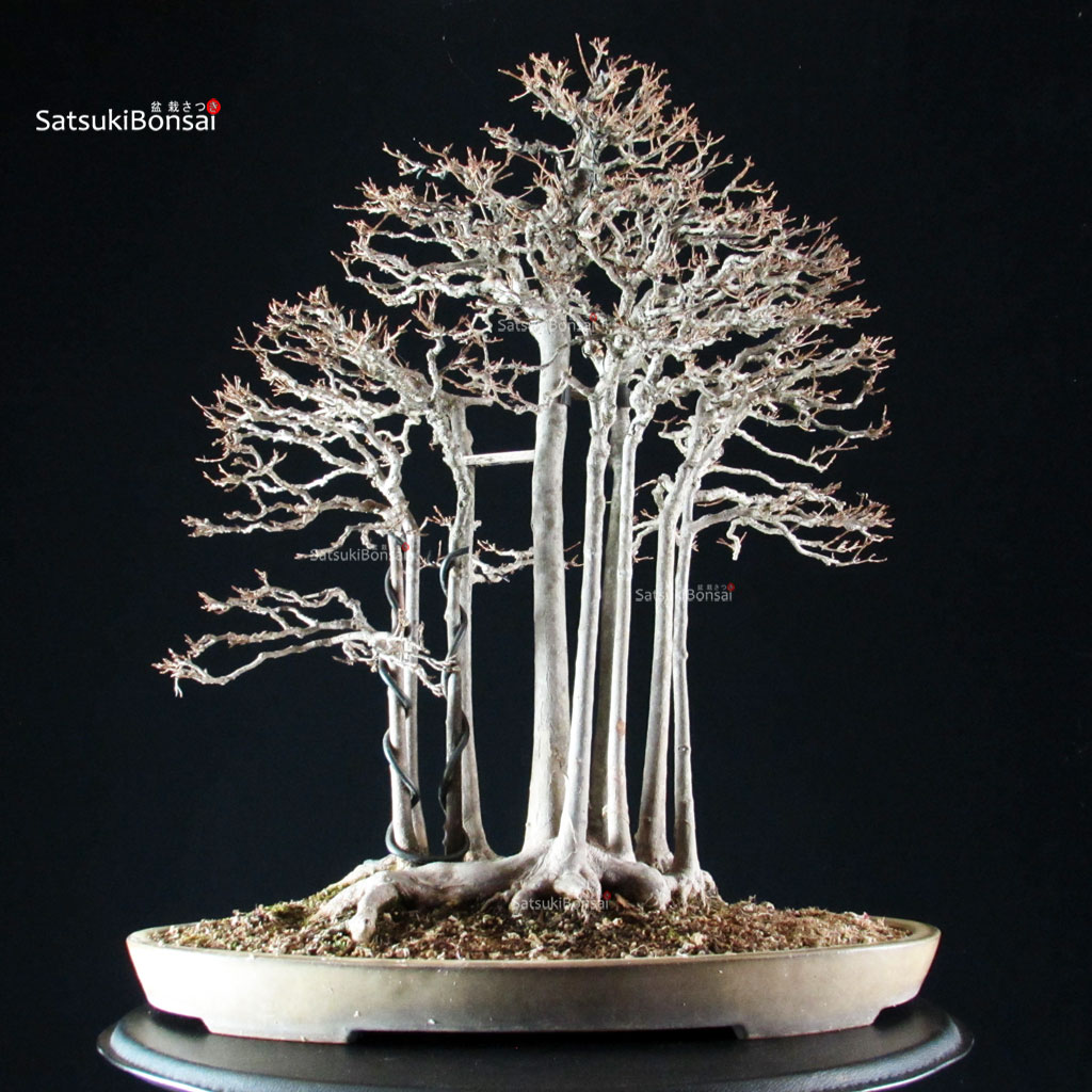 255715_1-Acer-buergerianum-kaede Acer Buergerianum - Kaede - immagine 1