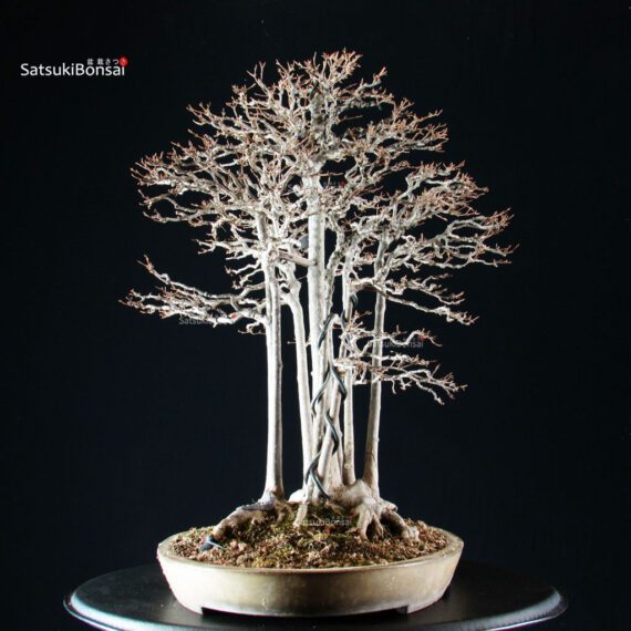 Acer Buergerianum - Kaede - immagine 2