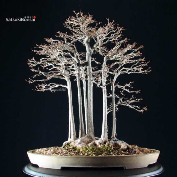 Acer Buergerianum - Kaede - immagine 4
