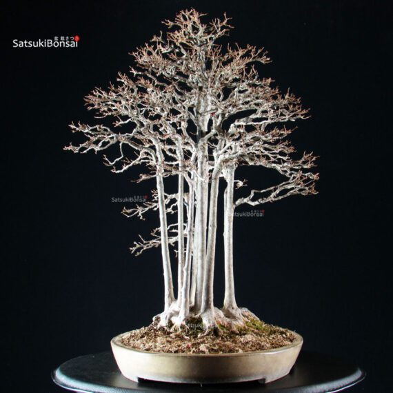 Acer Buergerianum - Kaede - immagine 3
