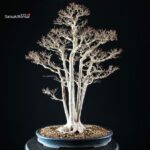 Acer Buergerianum - Kaede