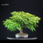 Acero Palmato Arakawa - immagine 13
