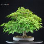Acero Palmato Arakawa - immagine 11