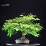 Acero Palmato Arakawa - immagine 14