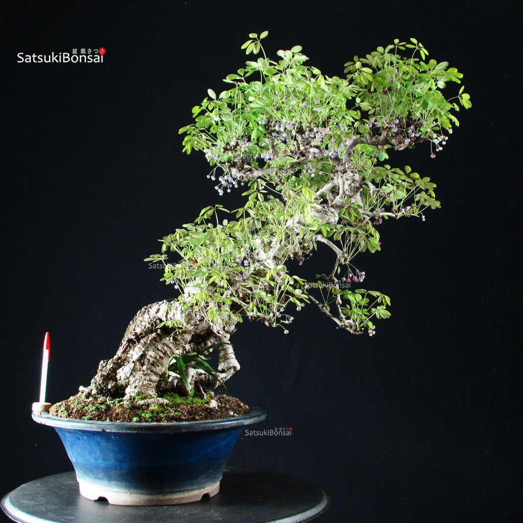 255744_1-Akebia-Quinata Akebia Quinata - immagine 1