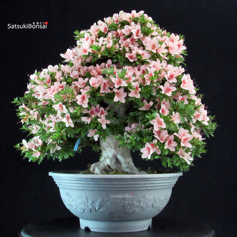 5435_10-Satsuki Nyohozan Azalea Satsuki NYOHOZAN - immagine 1