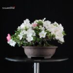 Azalea Satsuki KAHO - immagine 3