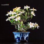Gardenia Jasminoides - immagine 3