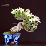 Gardenia Jasminoides - immagine 4