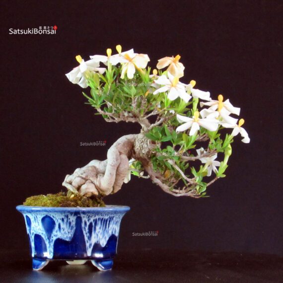 Gardenia Jasminoides - immagine 4