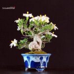 Gardenia Jasminoides - immagine 5