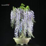 Glicine - Wisteria floribunda