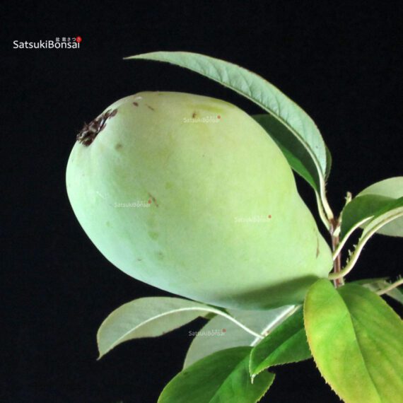 Pseudocydonia Sinensis - immagine 2
