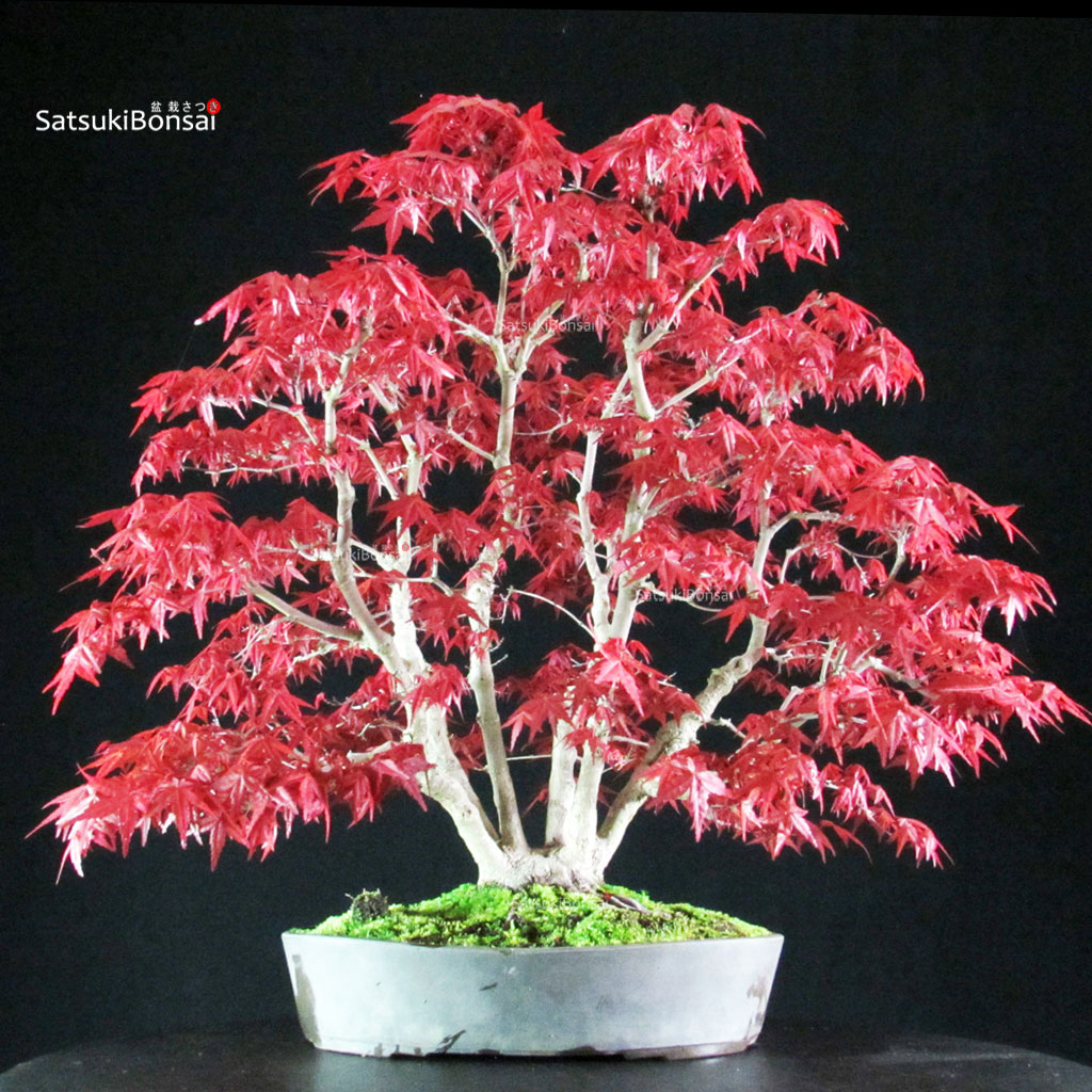 255275_10-Acer-palmatum-deshojo Acero palmato var. Deshojo - immagine 1